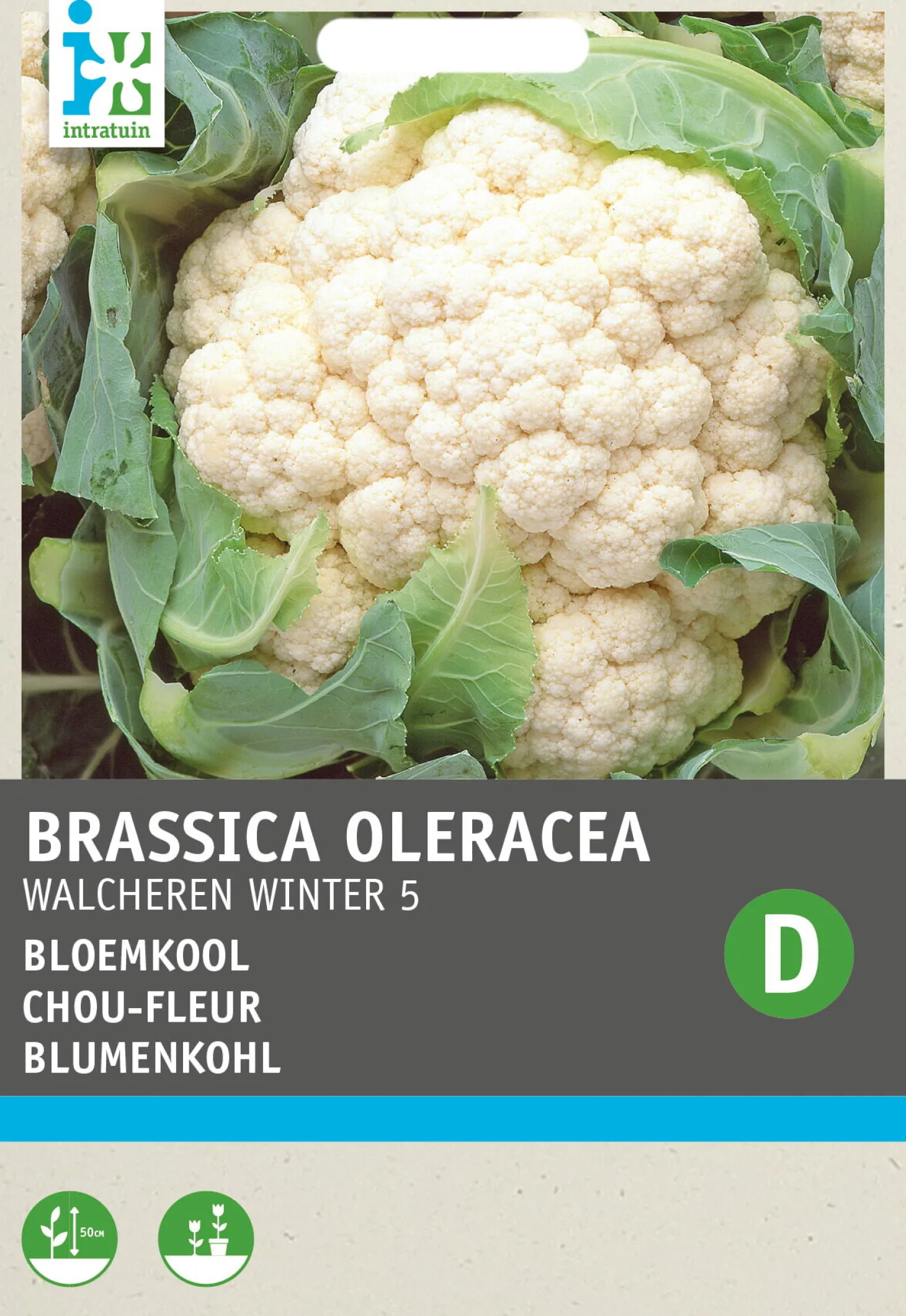 Intratuin groentezaad Winterbloemkool (Brassica oleracea 'Walcheren')