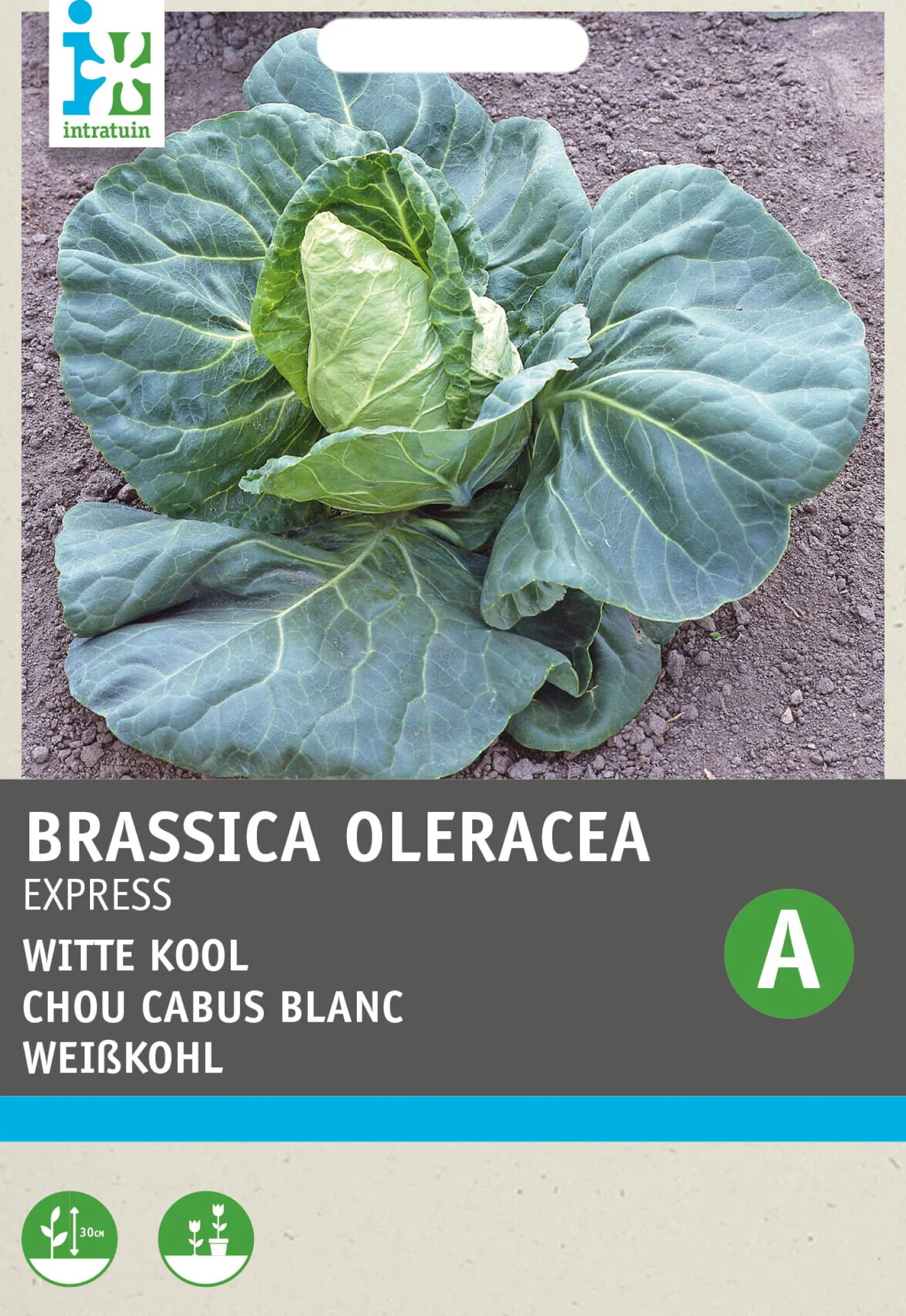 Intratuin groentezaad Witte kool vroege spitskool (Brassica oleracea 'Express')