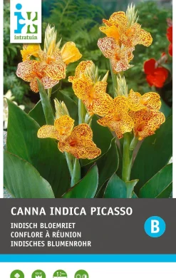 Intratuin Indisch bloemriet knol (Canna indica 'Lucifer Picasso') 2 stuks