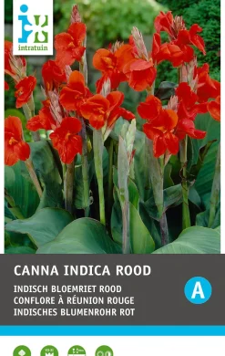 Intratuin Indisch bloemriet knol (Canna indica 'Greenleaves') rood 2 stuks