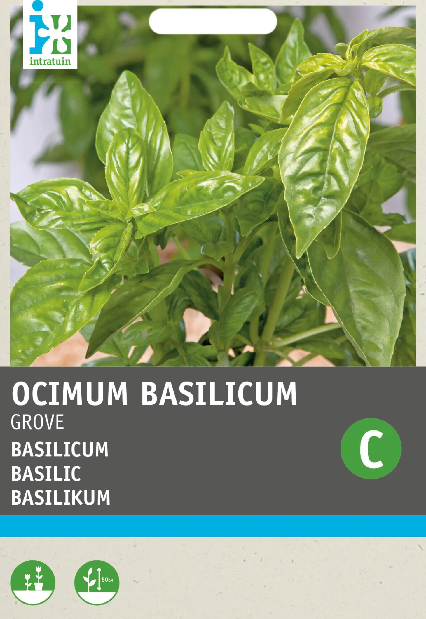 Intratuin kruidenzaad Basilicum grove (Ocimum basilicum)