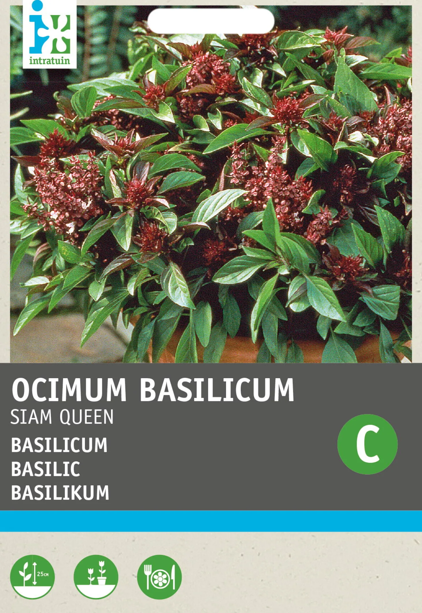 Intratuin kruidenzaad Basilicum (Ocimum basilicum 'Siam Queen')
