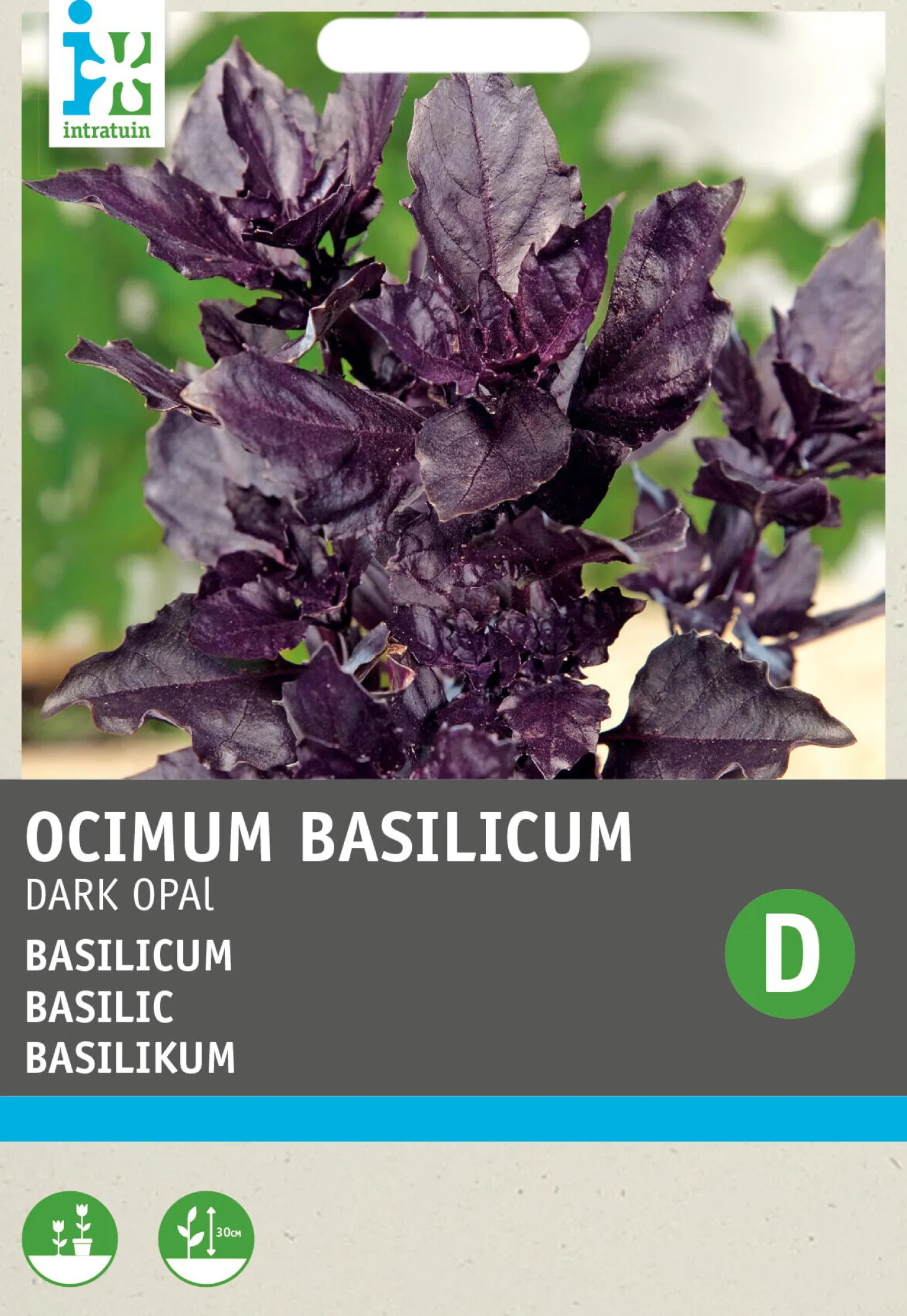 Intratuin kruidenzaad Basilicum (Ocimum basilicum purpurascens 'Dark Opal')