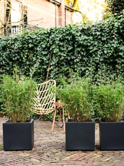 Intratuin loungestoel Vlinder naturel