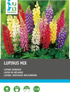 Intratuin Lupine (Lupinus) mix 10 stuks