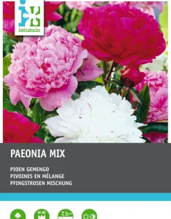 Intratuin Pioenroos knol (Paeonia) 3 stuks
