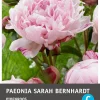 Intratuin Pioenroos knol (Paeonia lactiflora 'Sarah Bernhardt')