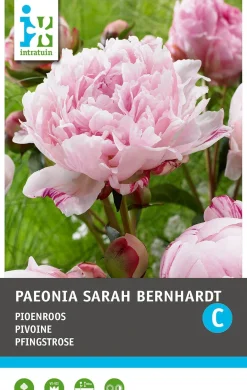 Intratuin Pioenroos knol (Paeonia lactiflora 'Sarah Bernhardt')