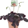 Klaver (Oxalis triangularis) D 12 H 22 cm