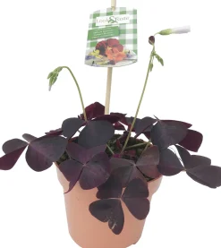 Klaver (Oxalis triangularis) D 12 H 22 cm