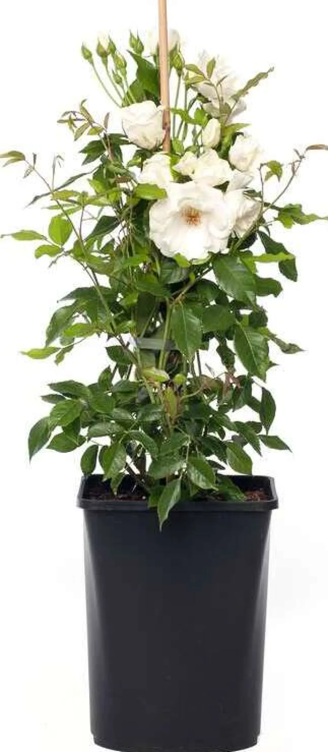 Klimroos (Rosa 'Climbing Iceberg') D 19 H 70 cm