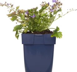 Klokjesbloem (Campanula garganica) D 11 H 10 cm