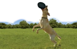 Kong hondenspeelgoed Extreme frisbee zwart D 22,5 cm