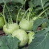 Koolrabi Groot (Brassica Oleracea Type)