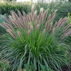 Lampepoetsersgras (Pennisetum 'Red Head') D 17 H 15 cm