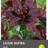 Lelie (Lilium Aziatisch 'Mapira') 3 stuks
