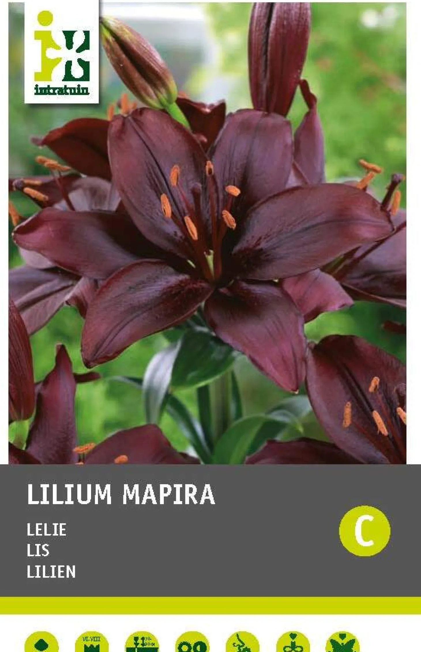 Lelie (Lilium Aziatisch 'Mapira') 3 stuks