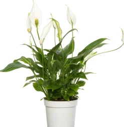 Lepelplant (Spathiphyllum 'Bellini') D 13 H 40 cm