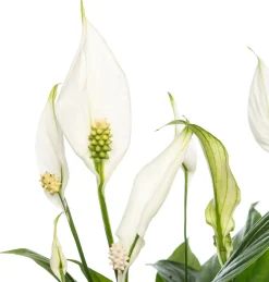 Lepelplant (Spathiphyllum 'Bellini') D 13 H 40 cm