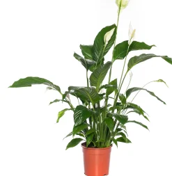 Lepelplant (Spathiphyllum 'Bingo Cupido') D 19 H 80 cm