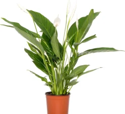 Lepelplant (Spathiphyllum 'Bingo Cupido') D 17 H 65 cm