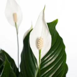 Lepelplant (Spathiphyllum 'Sweet Lauretta') D 21 H 100 cm