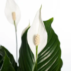 Lepelplant (Spathiphyllum 'Sweet Lauretta') D 24 H 105 cm