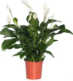 Lepelplant (Spathiphyllum 'Sweet Lauretta') D 24 H 105 cm