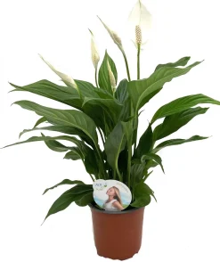 Lepelplant (Spathiphyllum 'Sweet Silvio') D 14 H 60 cm