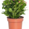 Lidcactus (Schlumbergera) paars D 13 H 35 cm