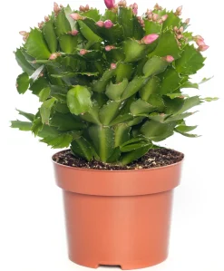 Lidcactus (Schlumbergera) paars D 13 H 35 cm