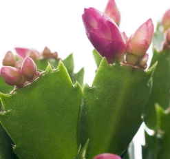 Lidcactus (Schlumbergera) paars D 13 H 35 cm