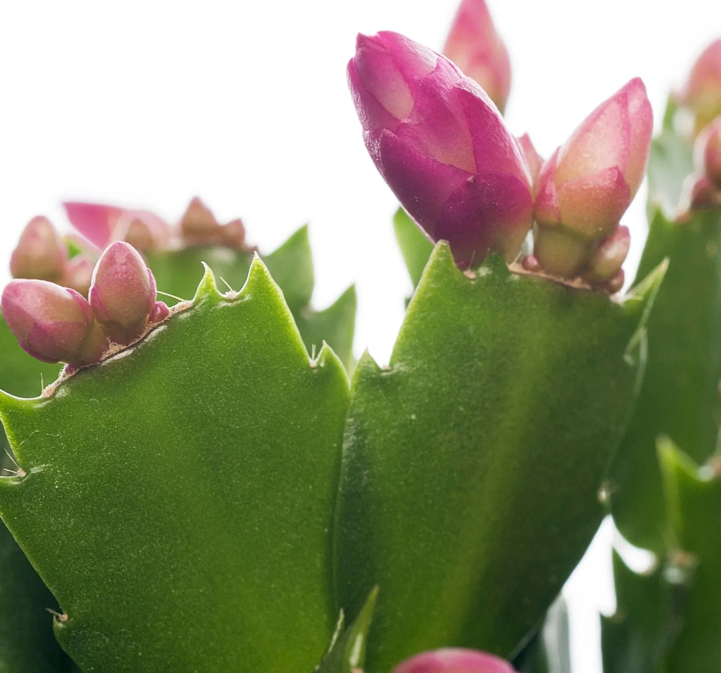 Lidcactus (Schlumbergera) paars D 13 H 35 cm