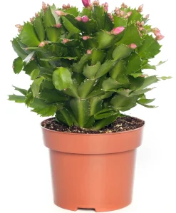 Lidcactus (Schlumbergera) paars D 13 H 35 cm
