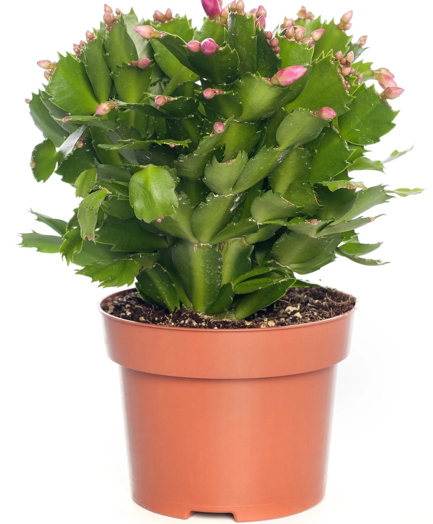 Lidcactus (Schlumbergera) paars D 13 H 35 cm