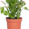 Lidcactus (Schlumbergera) paars D 9 H 25 cm