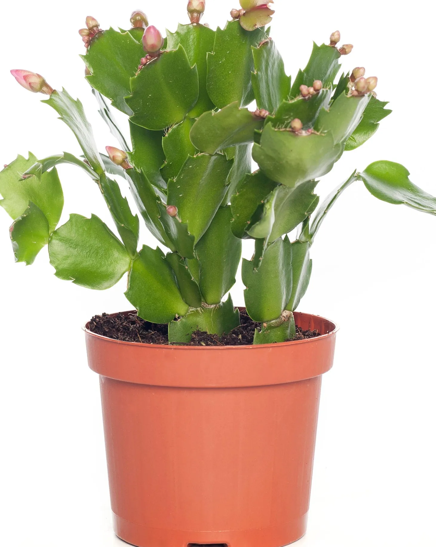 Lidcactus (Schlumbergera) paars D 9 H 25 cm