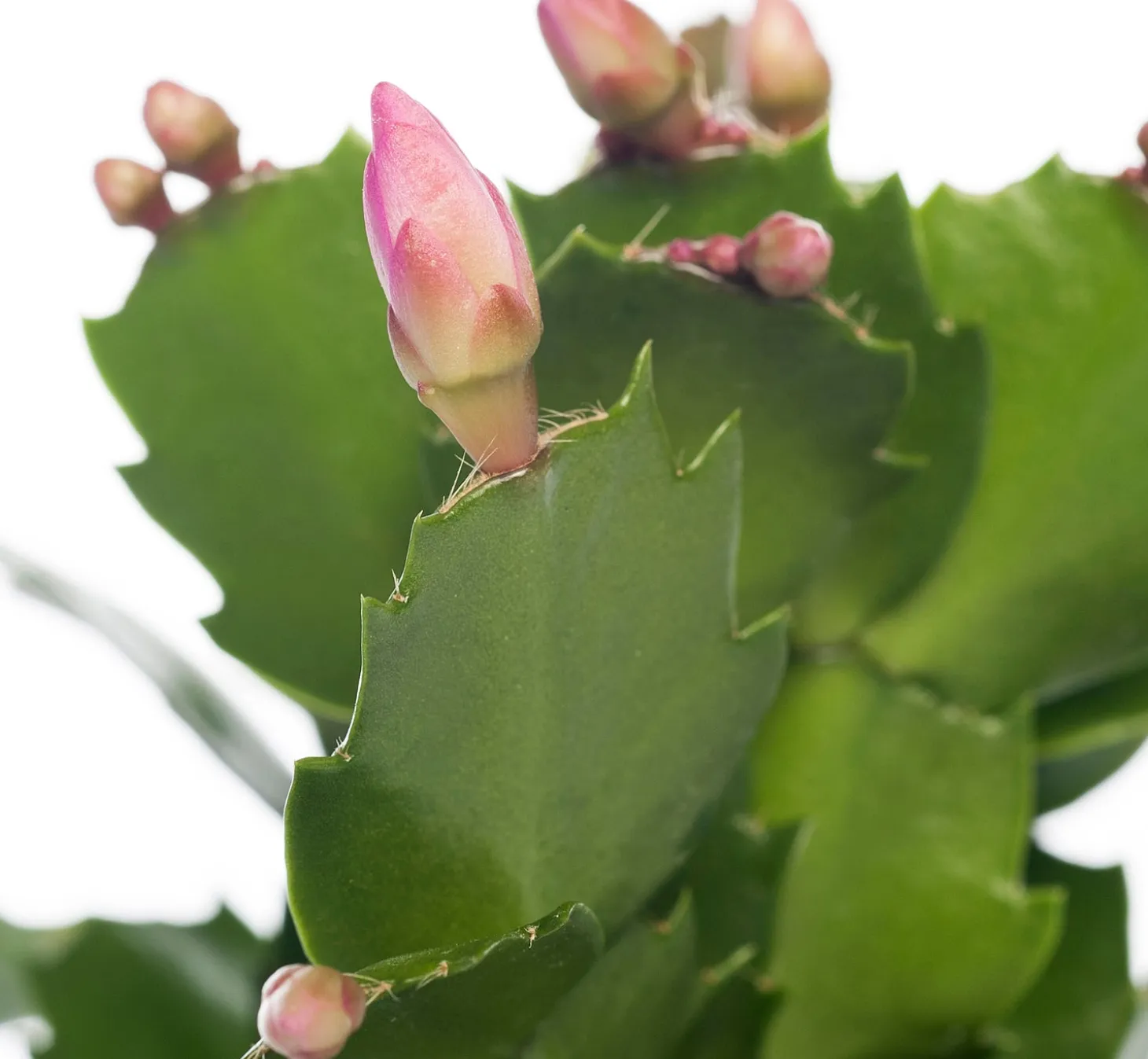 Lidcactus (Schlumbergera) paars D 9 H 25 cm