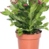 Lidcactus (Schlumbergera) rood D 13 H 35 cm