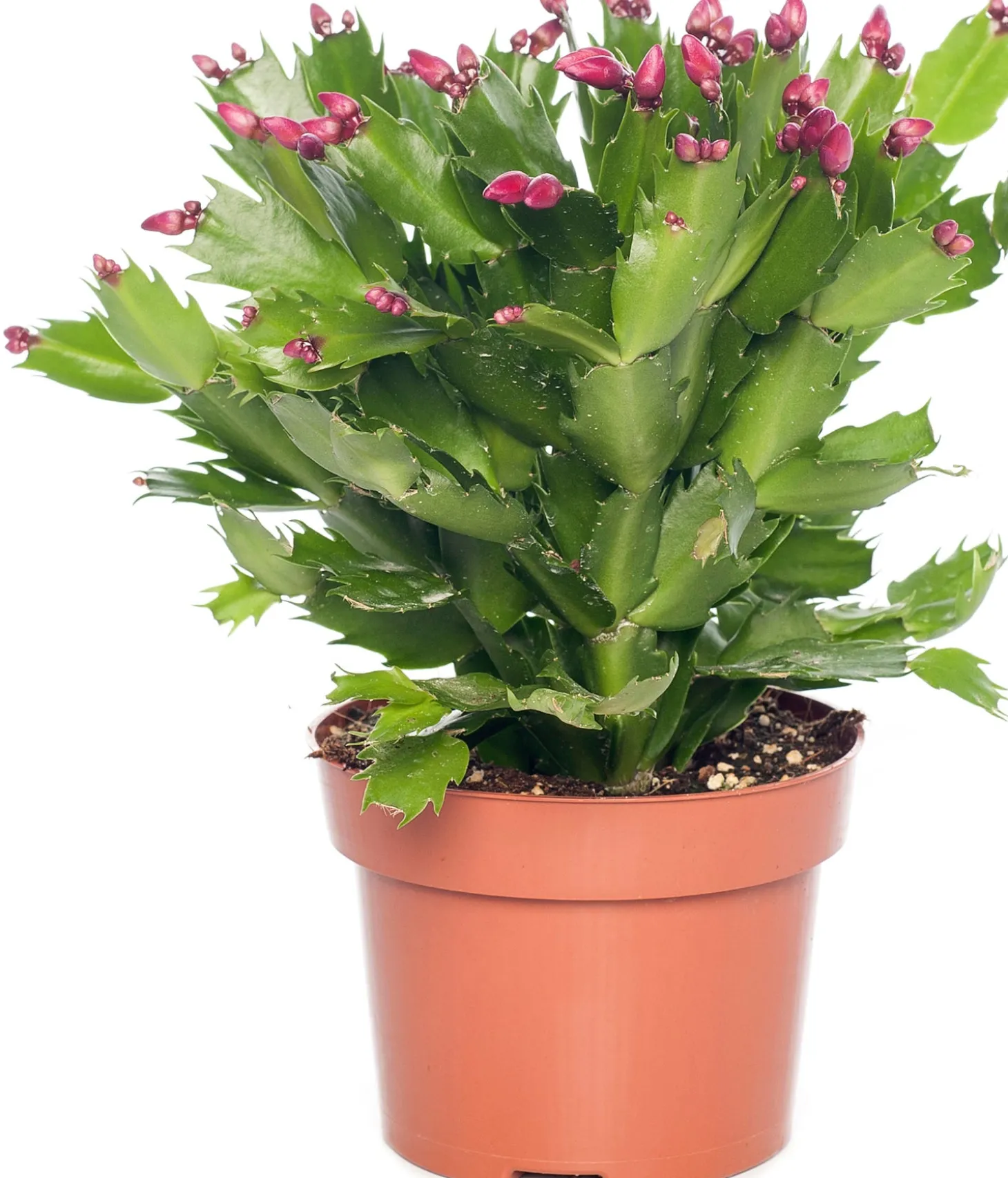 Lidcactus (Schlumbergera) rood D 13 H 35 cm