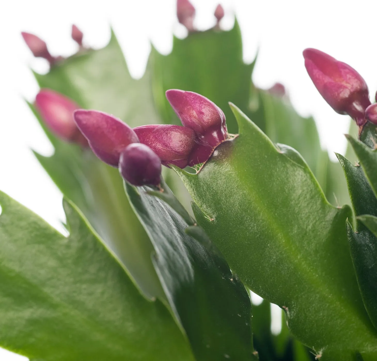 Lidcactus (Schlumbergera) rood D 13 H 35 cm