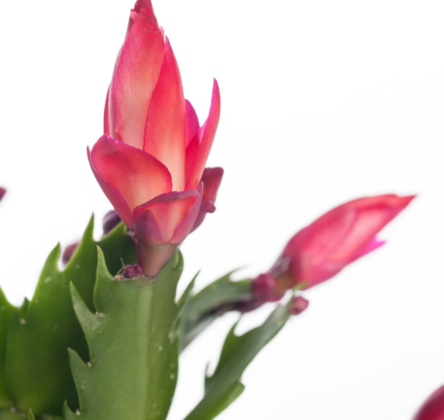 Lidcactus (Schlumbergera) rood D 9 H 25 cm