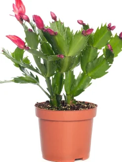 Lidcactus (Schlumbergera) rood D 9 H 25 cm
