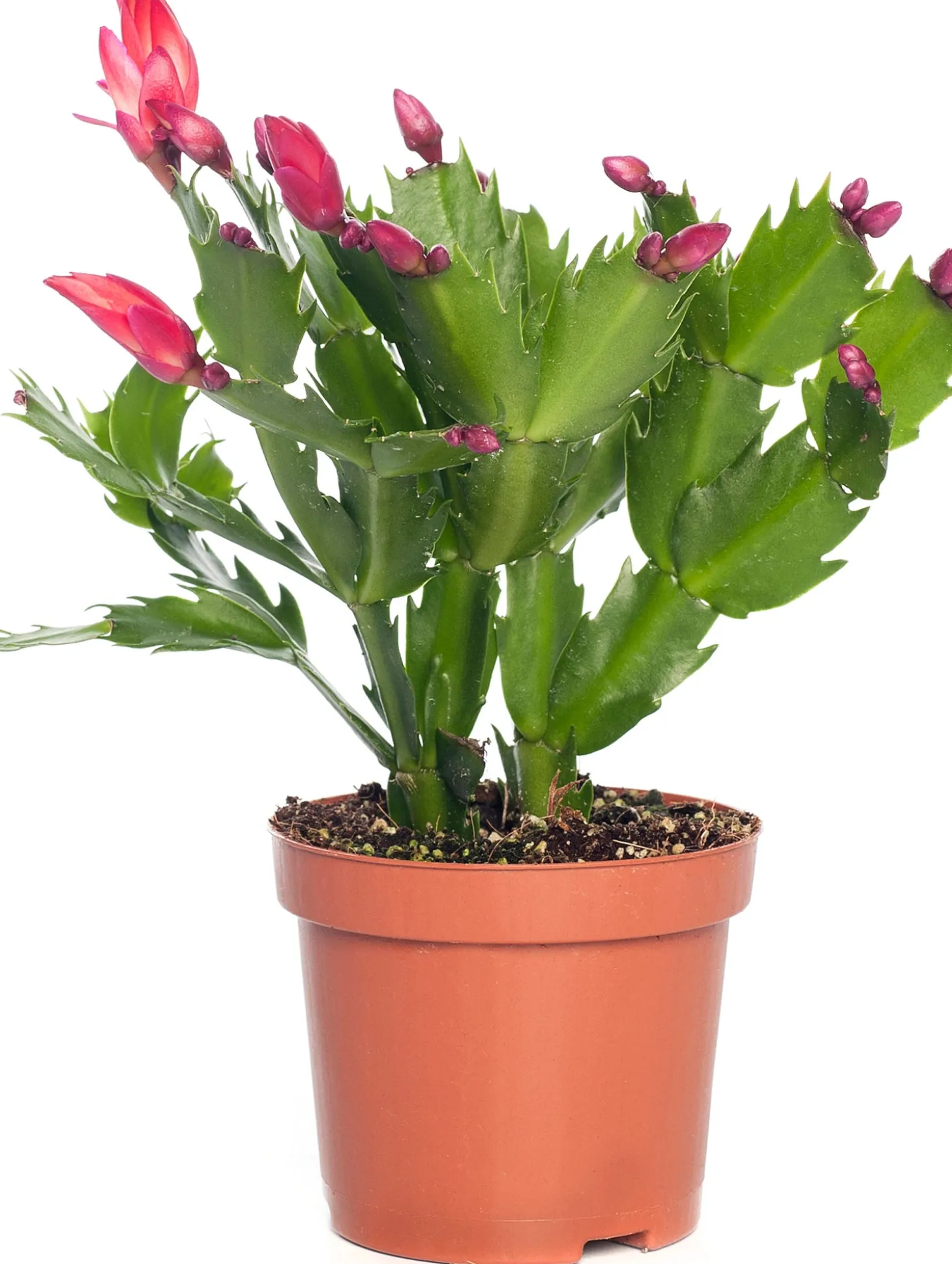 Lidcactus (Schlumbergera) rood D 9 H 25 cm