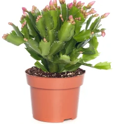 Lidcactus (Schlumbergera) roze D 13 H 35 cm