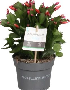 Lidcactus (Schlumbergera truncata) oranje D 13 H 27 cm