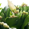 Lidcactus (Schlumbergera) wit D 13 H 35 cm