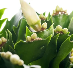 Lidcactus (Schlumbergera) wit D 13 H 35 cm