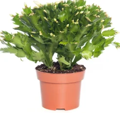 Lidcactus (Schlumbergera) wit D 13 H 35 cm