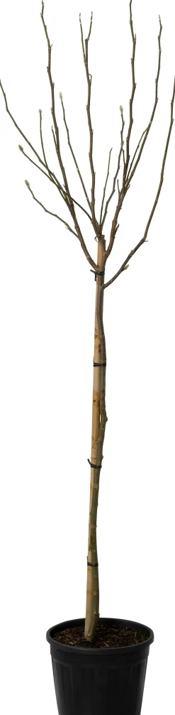 Magnolia (Magnolia 'Susan') D 28 H 80 cm